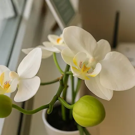 Mete - Stylish With Terrace